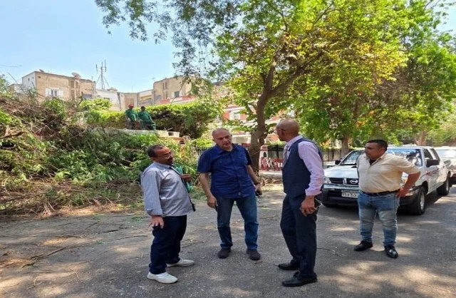 تهذيب الأشجار المعمرة بالزمالك لتحسين السلامة العامة