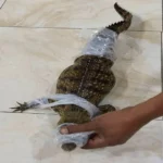ضبط تمساح شبرامنت وتسليمه لوزارة البيئة