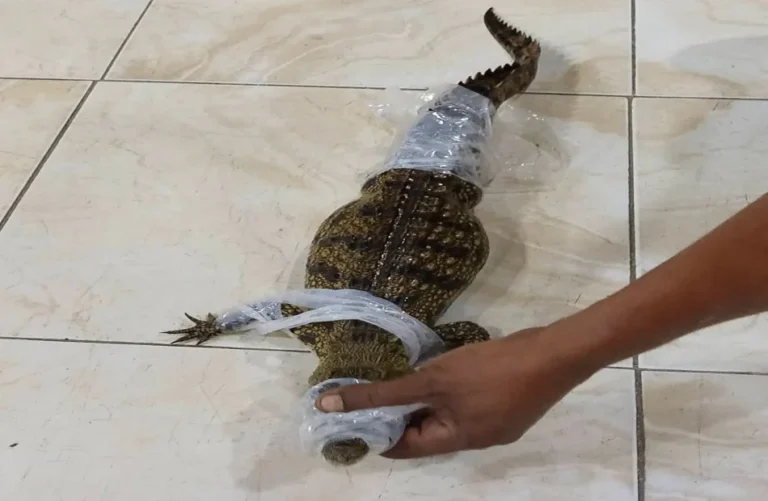 ضبط تمساح شبرامنت وتسليمه لوزارة البيئة