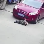 استغاثة شاب من اعتداء والده في الشيخ زايد