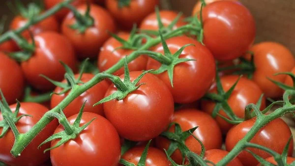 ارتفاع مفاجئ في أسعار الطماطم بالأسواق المصرية
