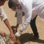 إنجازات بيطرية في الأقصر لتحصين الماشية والكلاب الضالة