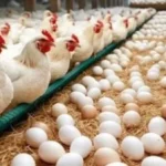 أسعار الفراخ والبيض اليوم في مصر