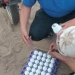 حملة مكثفة لمكافحة الثعابين في المنوفية