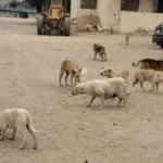 إنشاء ملجأ مركزي للكلاب الضالة في القاهرة