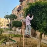 بورسعيد تُوسّع من رقعتها الخضراء بمبادرة 100 مليون شجرة