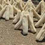 حصاد محصول اللوف ينطلق في غيطان الشرقية
