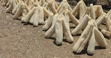 حصاد محصول اللوف ينطلق في غيطان الشرقية