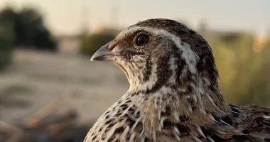 موسم الرزق في شمال سيناء