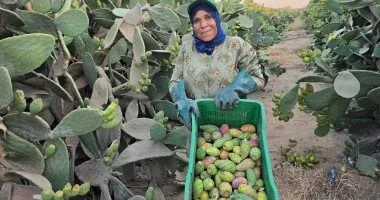 كفاح "أم إسلام" في مزارع الشرقية: 20 عامًا من الصمود