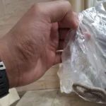 شاب يتوجه لمستشفى نجع حمادي حاملاً ثعباناً لدغه