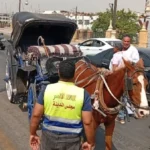 ضبط فوضى عربات الحنطور في الأقصر