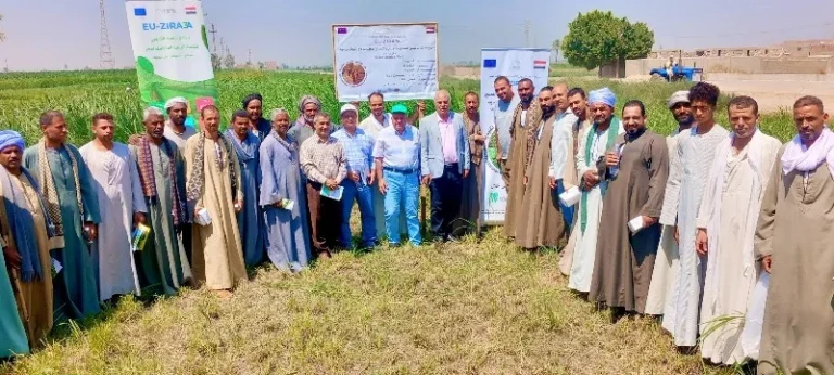 يوم حقلي للتعريف بمحاصيل الأعلاف الخضراء في أسيوط