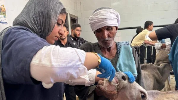 القوافل البيطرية المجانية بأسيوط تقدم خدماتها للمربين