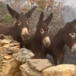 عثور مزارعة إسبانية على حمير سليمة بعد حرائق الغابات