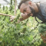 نمو شركات Tilray بفضل قطاع التوزيع